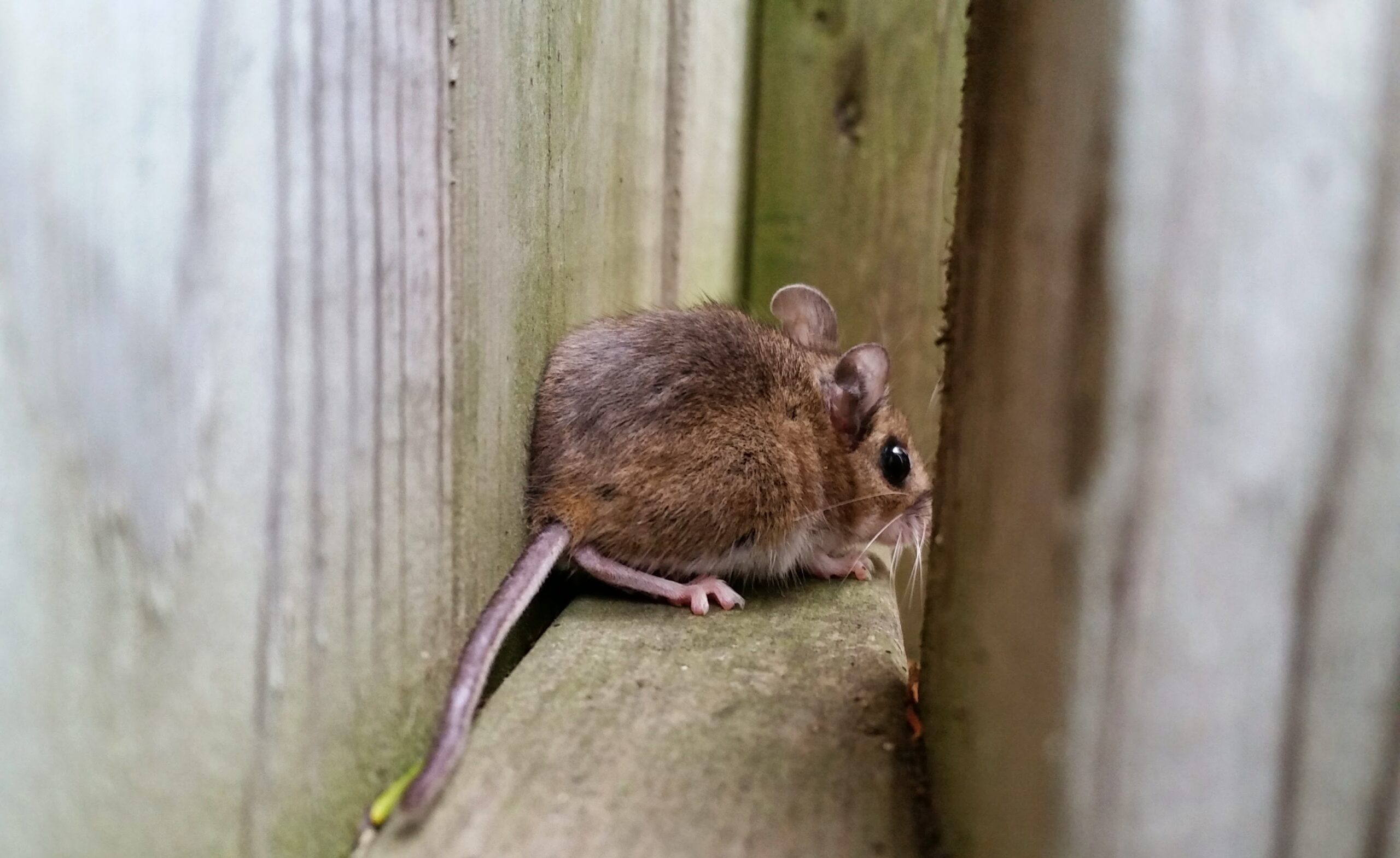 Mouse Removal Victoria