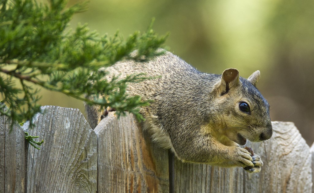 Squirrel Removal Victoria