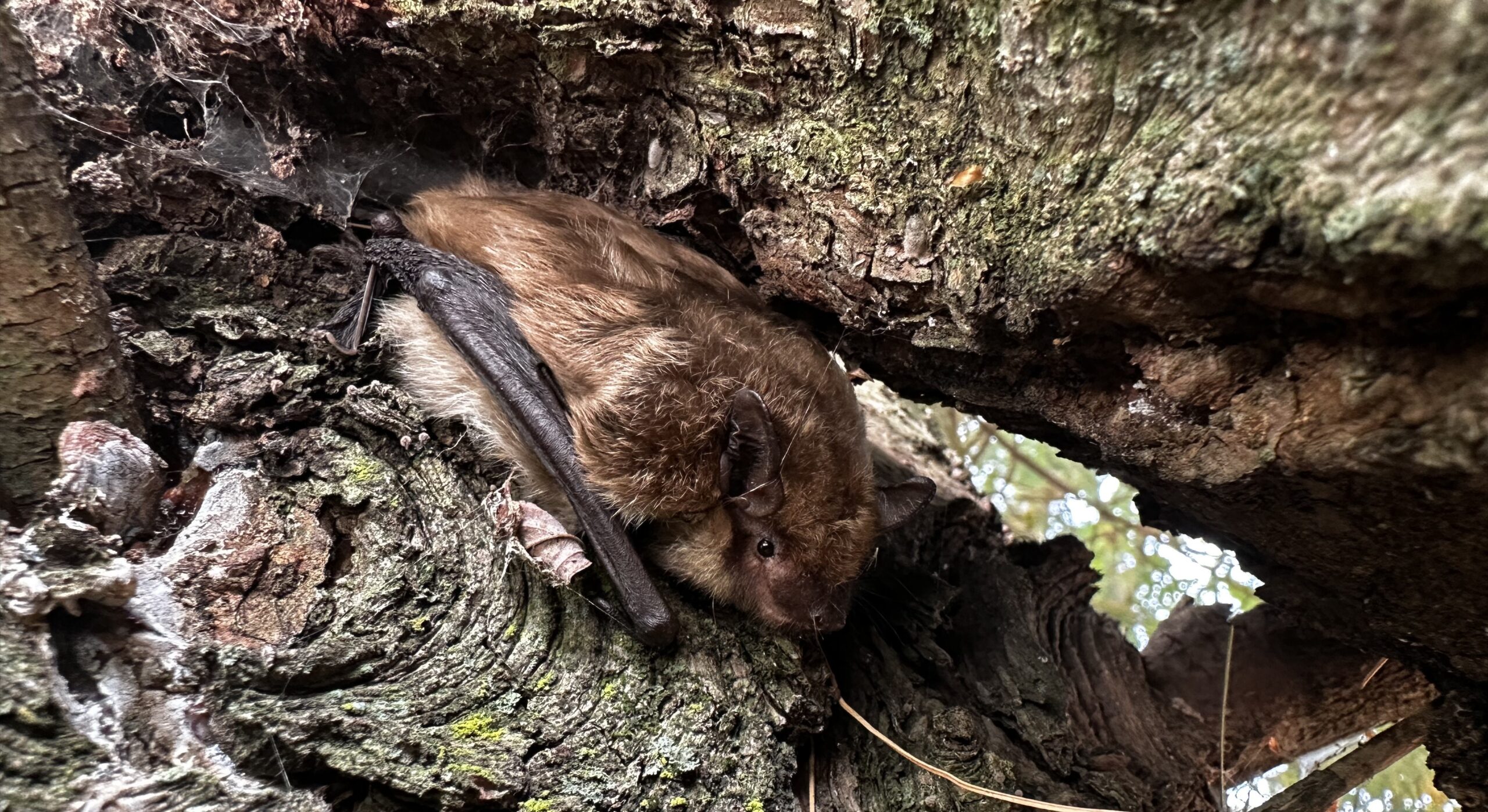 Bat Removal Vinings