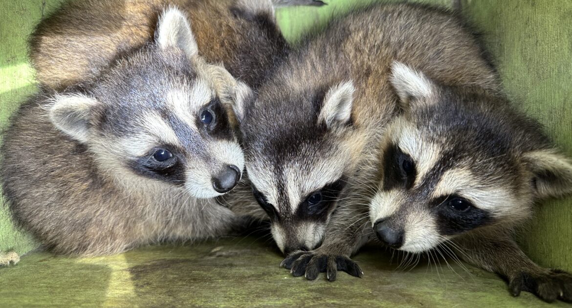 Raccoon Removal Wheaton