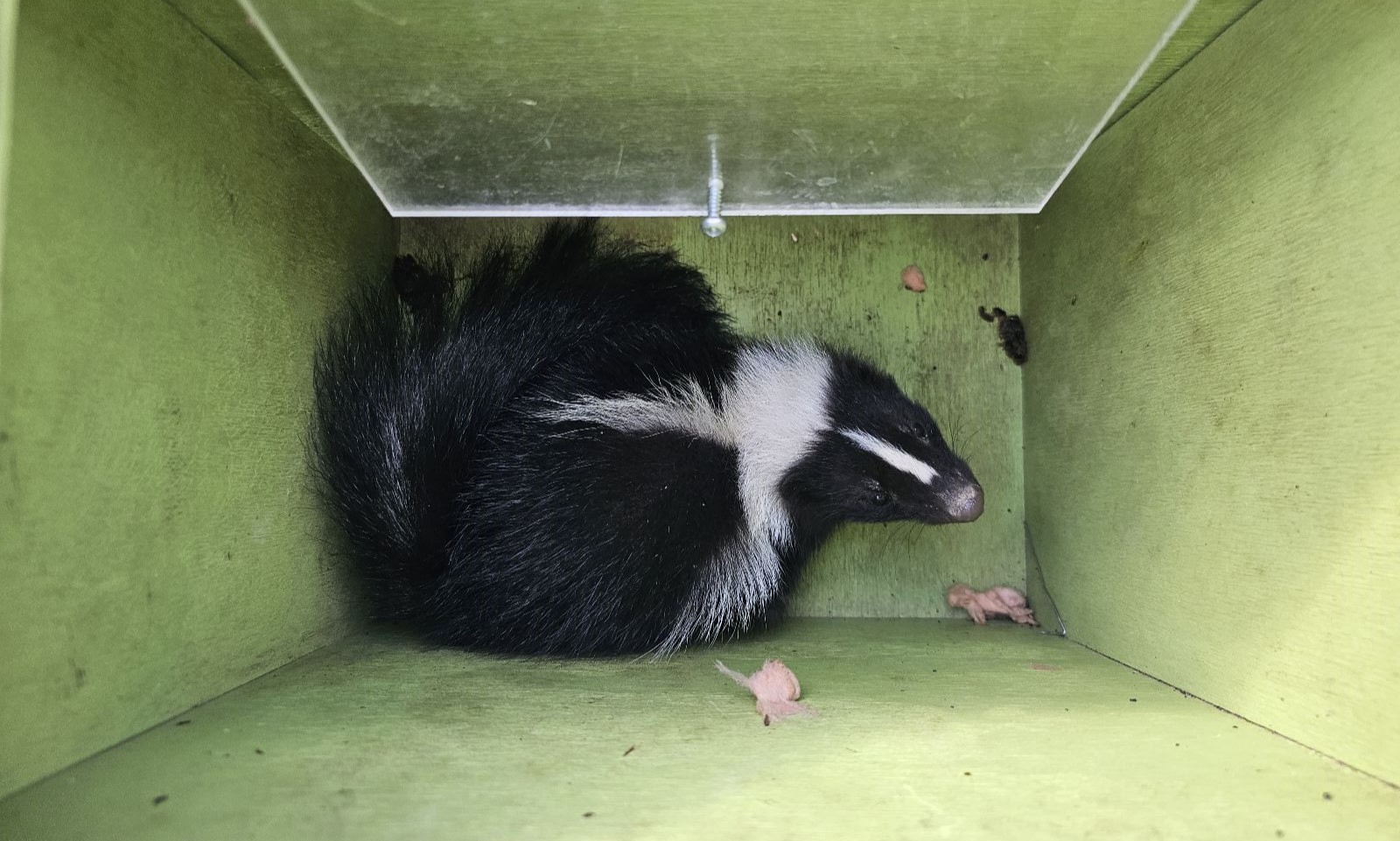 Skunk Babies on Log Banner