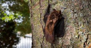 Bat on Tree