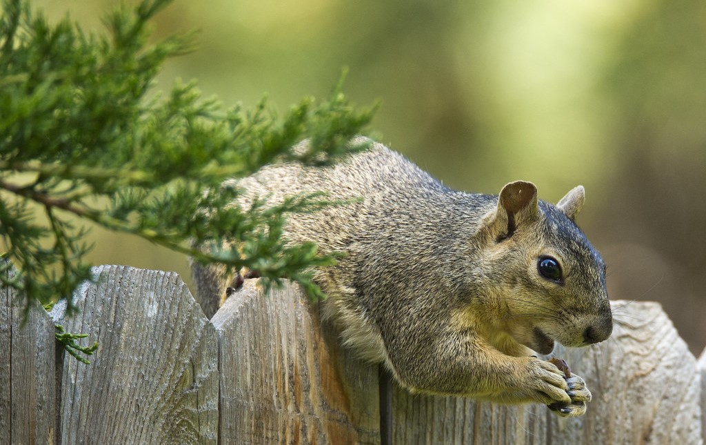 Squirrel Removal Annapolis