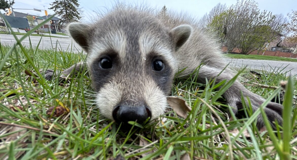 Raccoon Removal Guelph