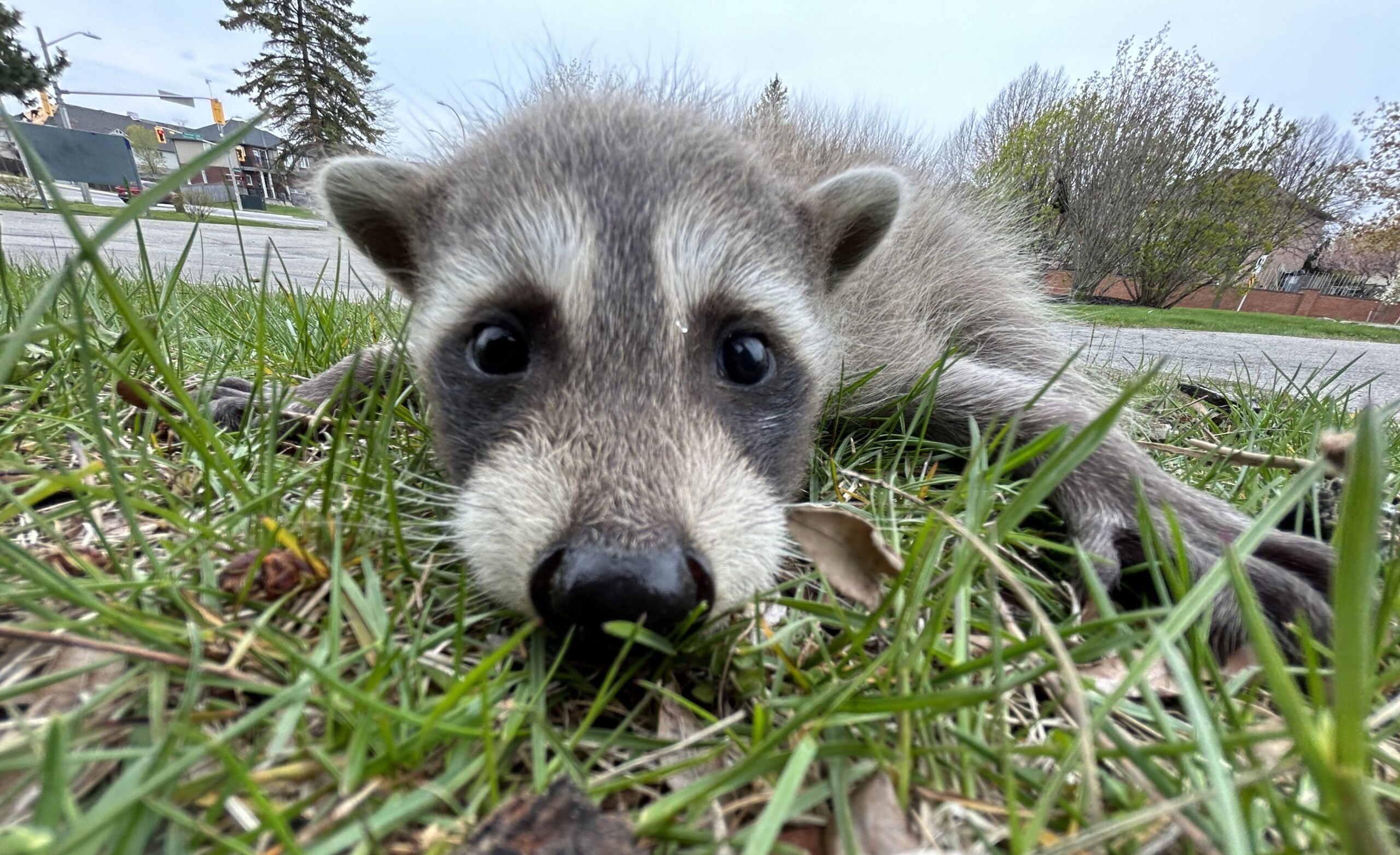 Raccoon Removal Guelph