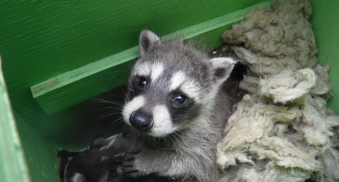 Raccoon Removal Marietta