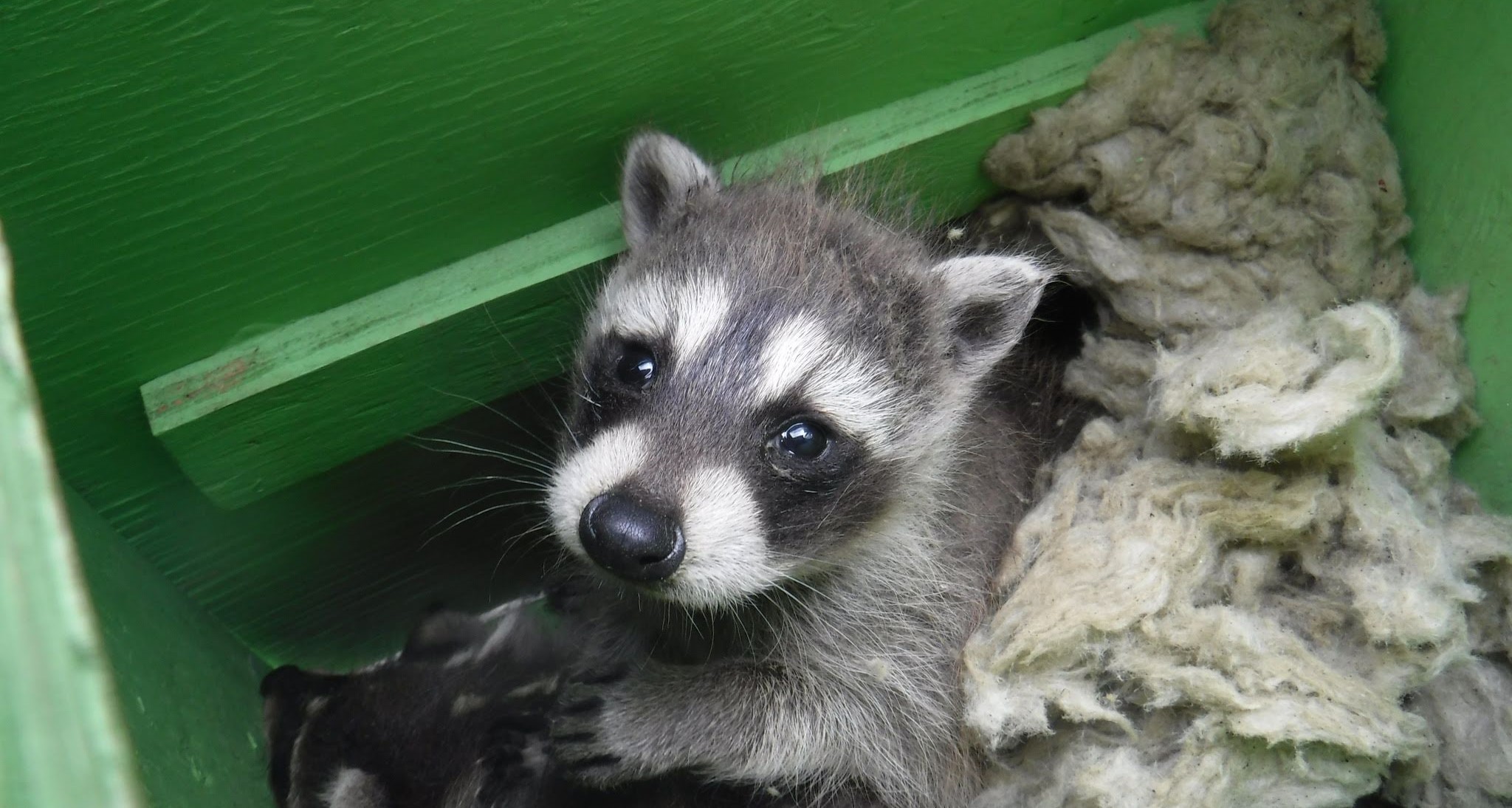 Raccoon Removal Marietta