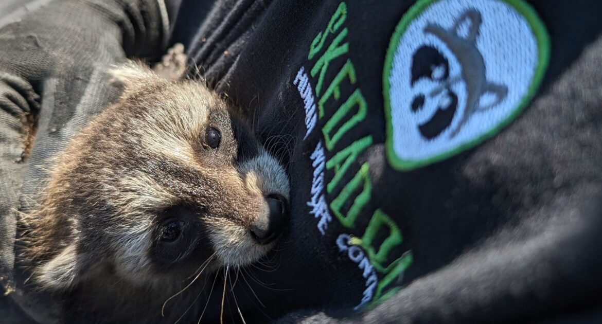 Minneapolis Raccoon Removal