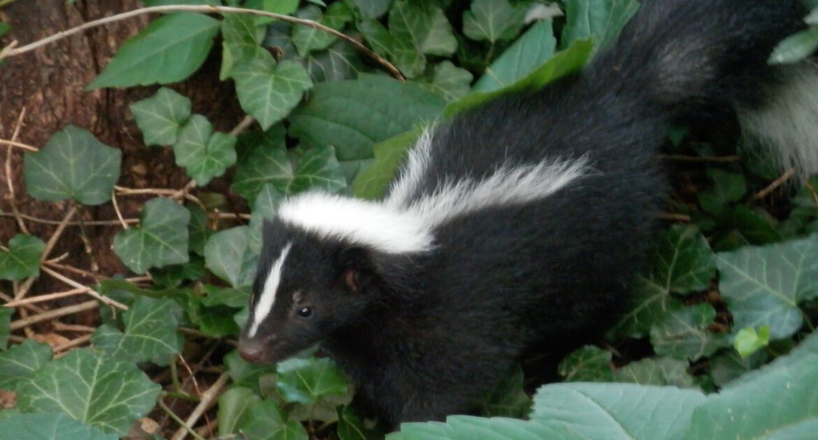 Skunk Removal Minneapolis