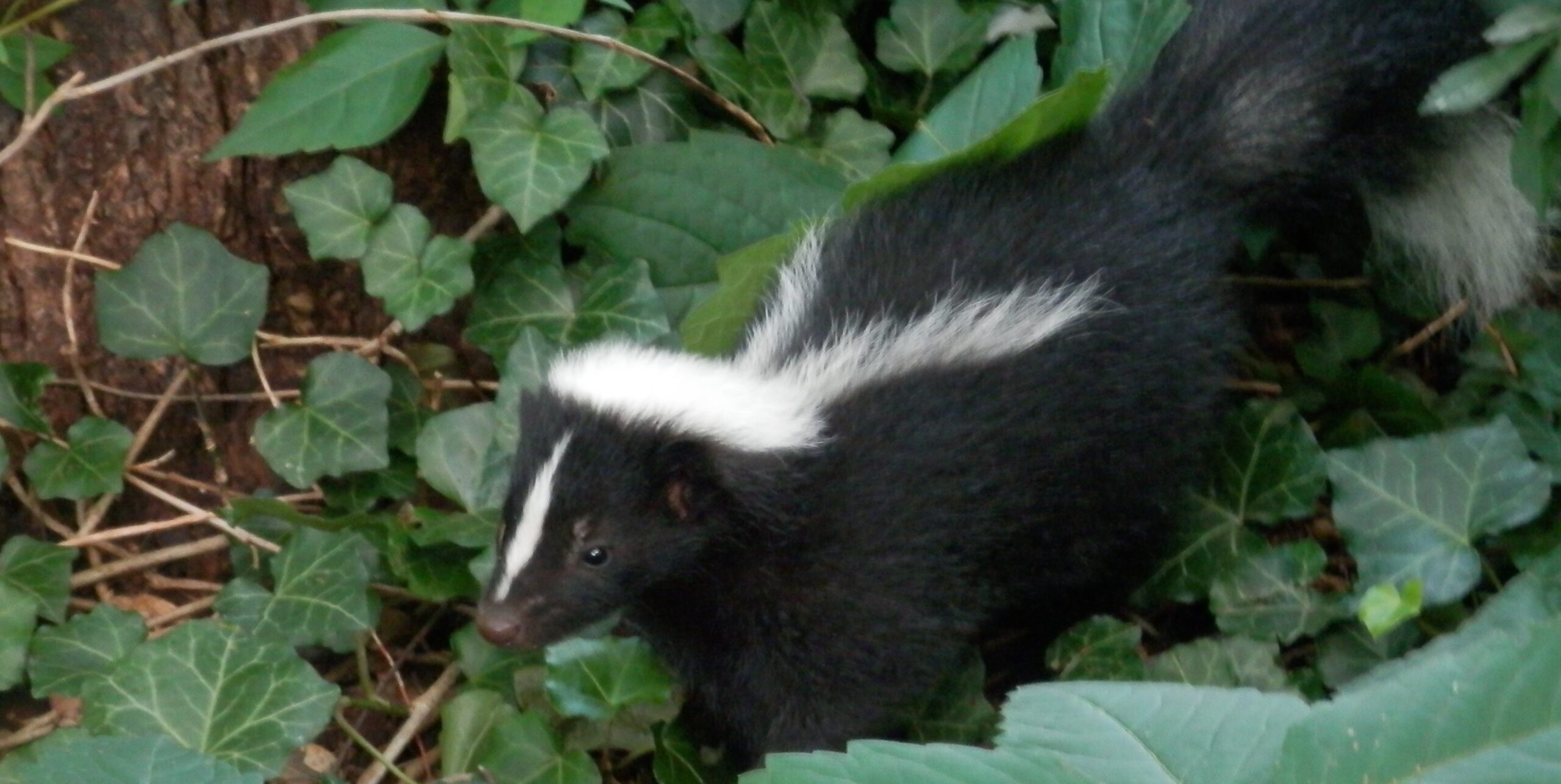 Skunk Removal Minneapolis