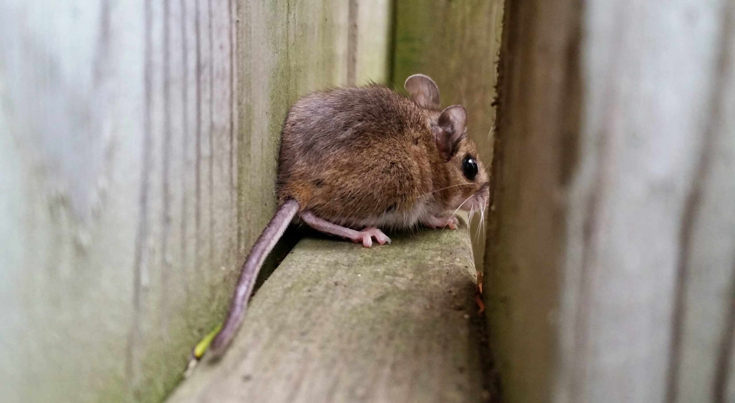 Mice Removal Mississauga