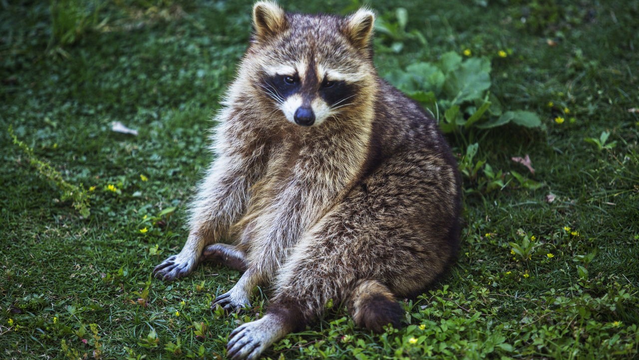 Raccoon Removal Ottawa