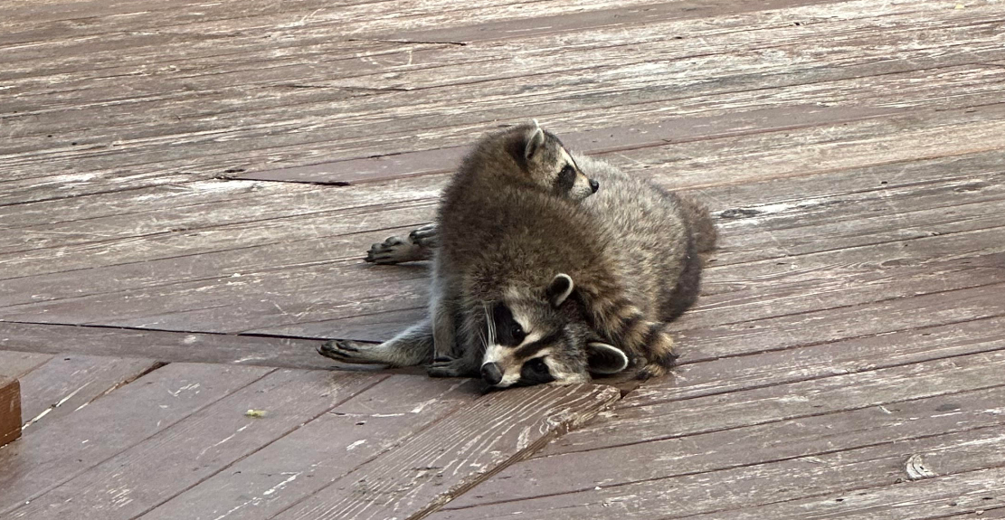 Raccoon Removal Etobicoke