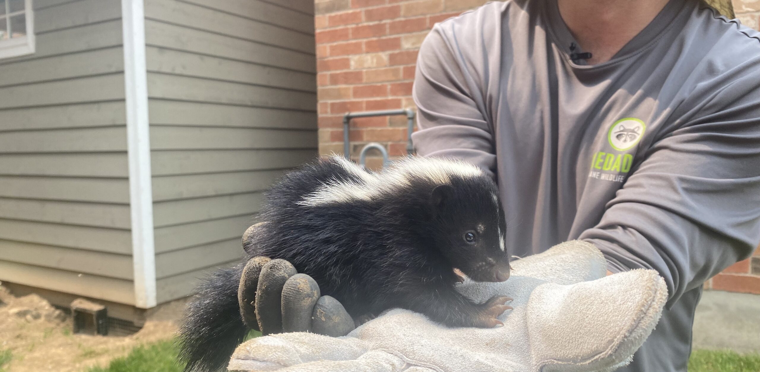 Skunk Removal Severna Park