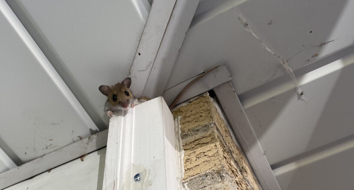 Mice Removal Toronto