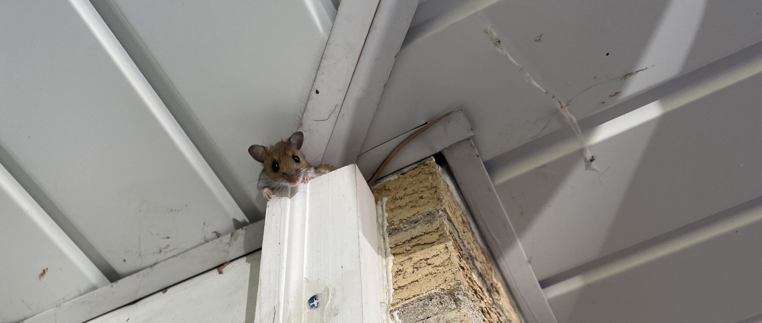 Mice Removal Toronto