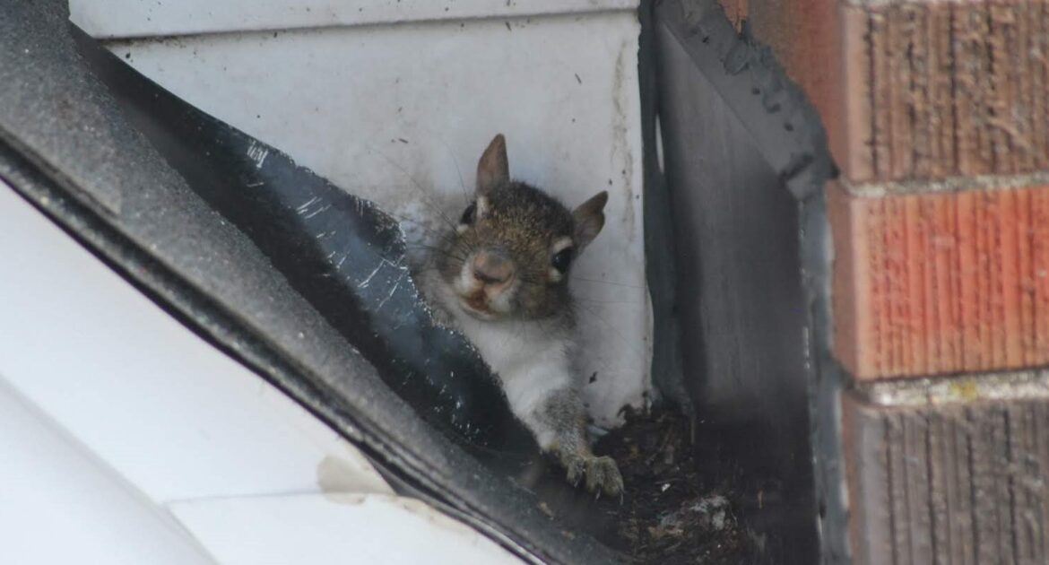 Squirrel Removal Victoria