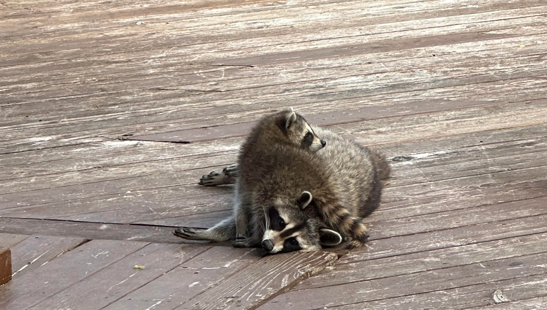 Raccoon Removal in St. Paul