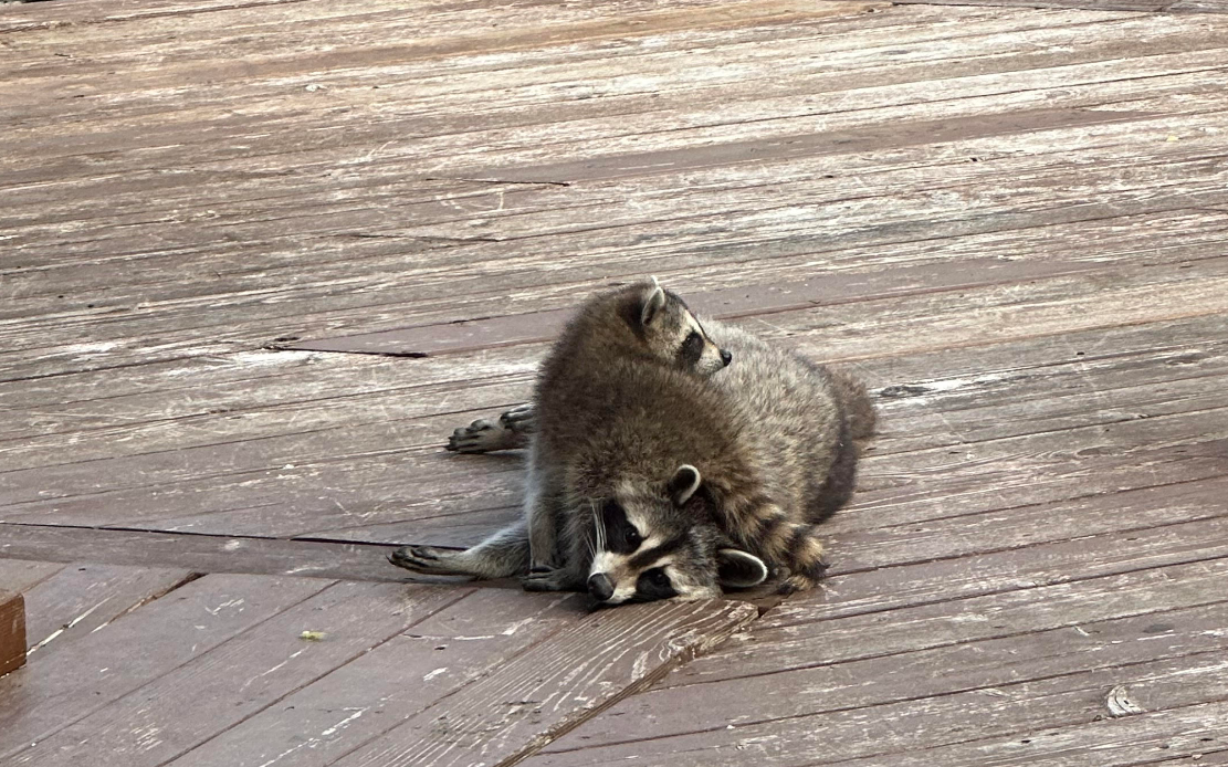 Raccoon Removal in St. Paul