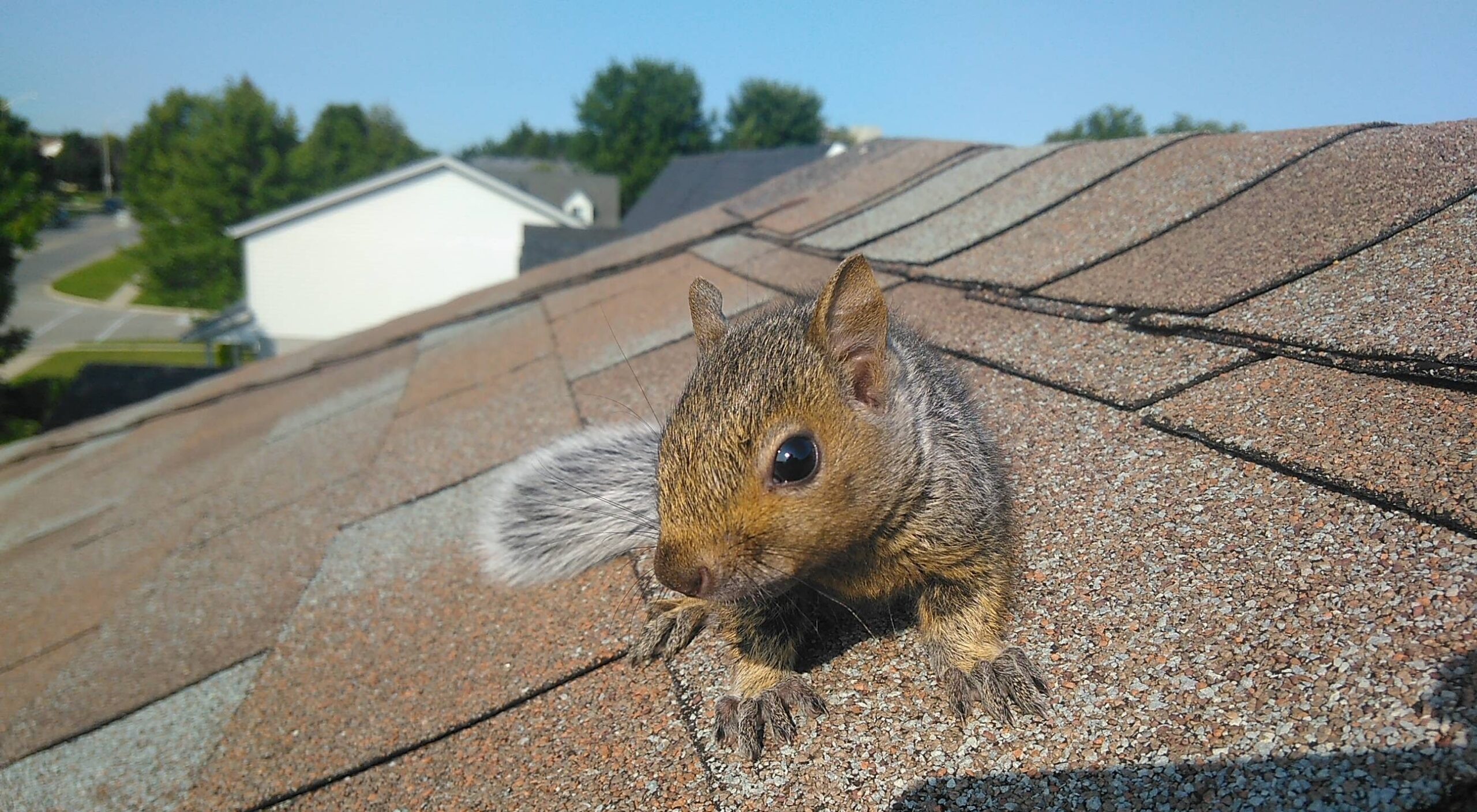 Squirrel Removal Howard County