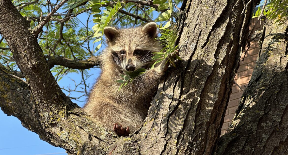 Raccoons Around Your Home