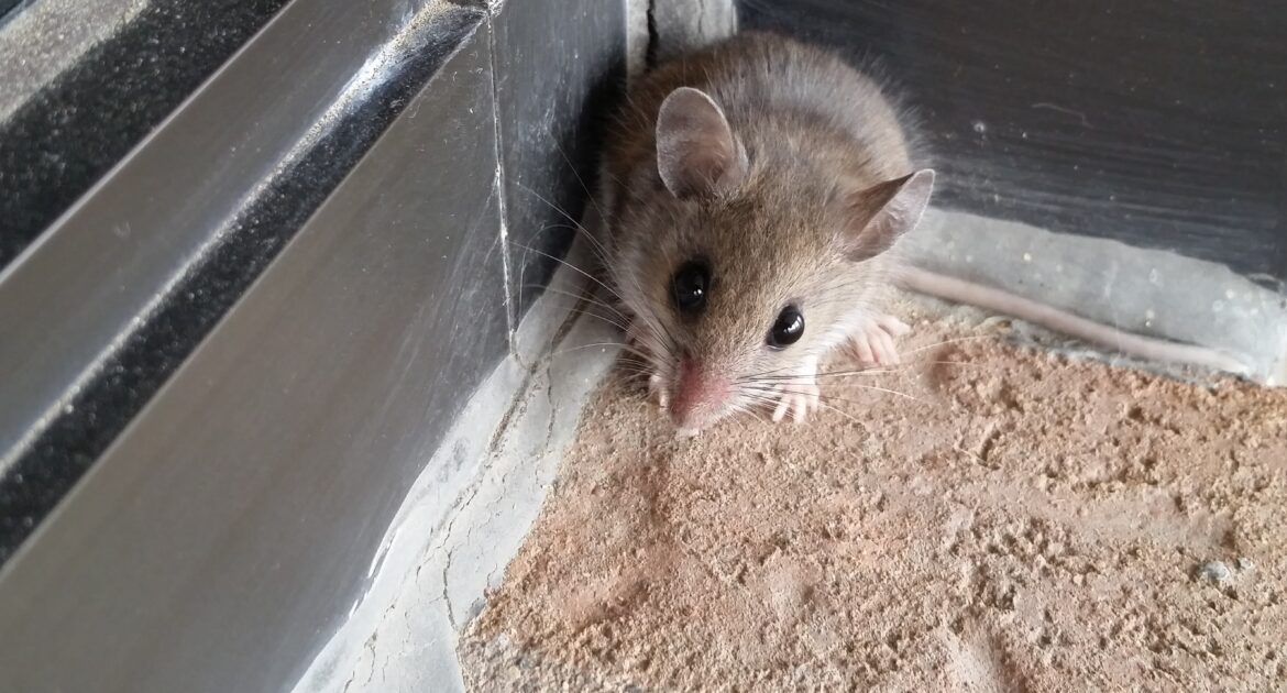 Mice Removal Baltimore