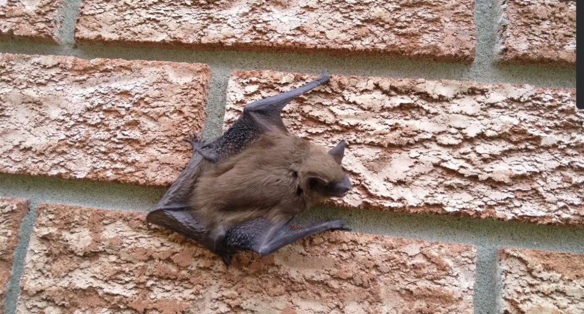 Bat Control in Saint Paull