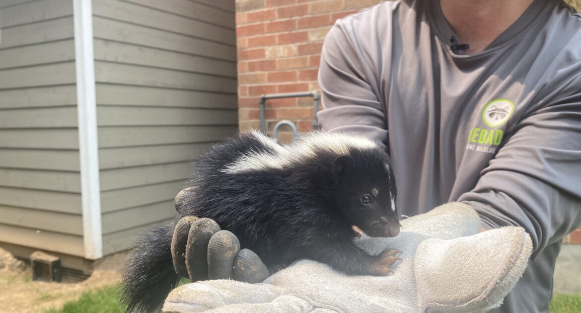 Skunk Removal Toronto