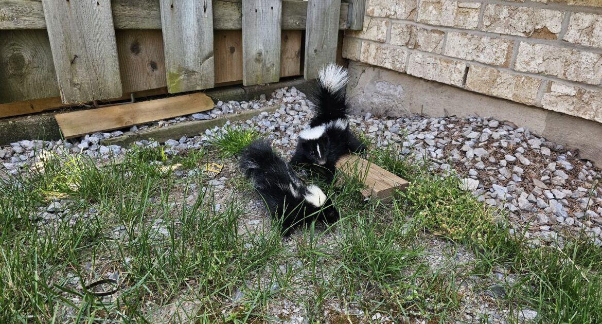 Skunk Removal Ottawa