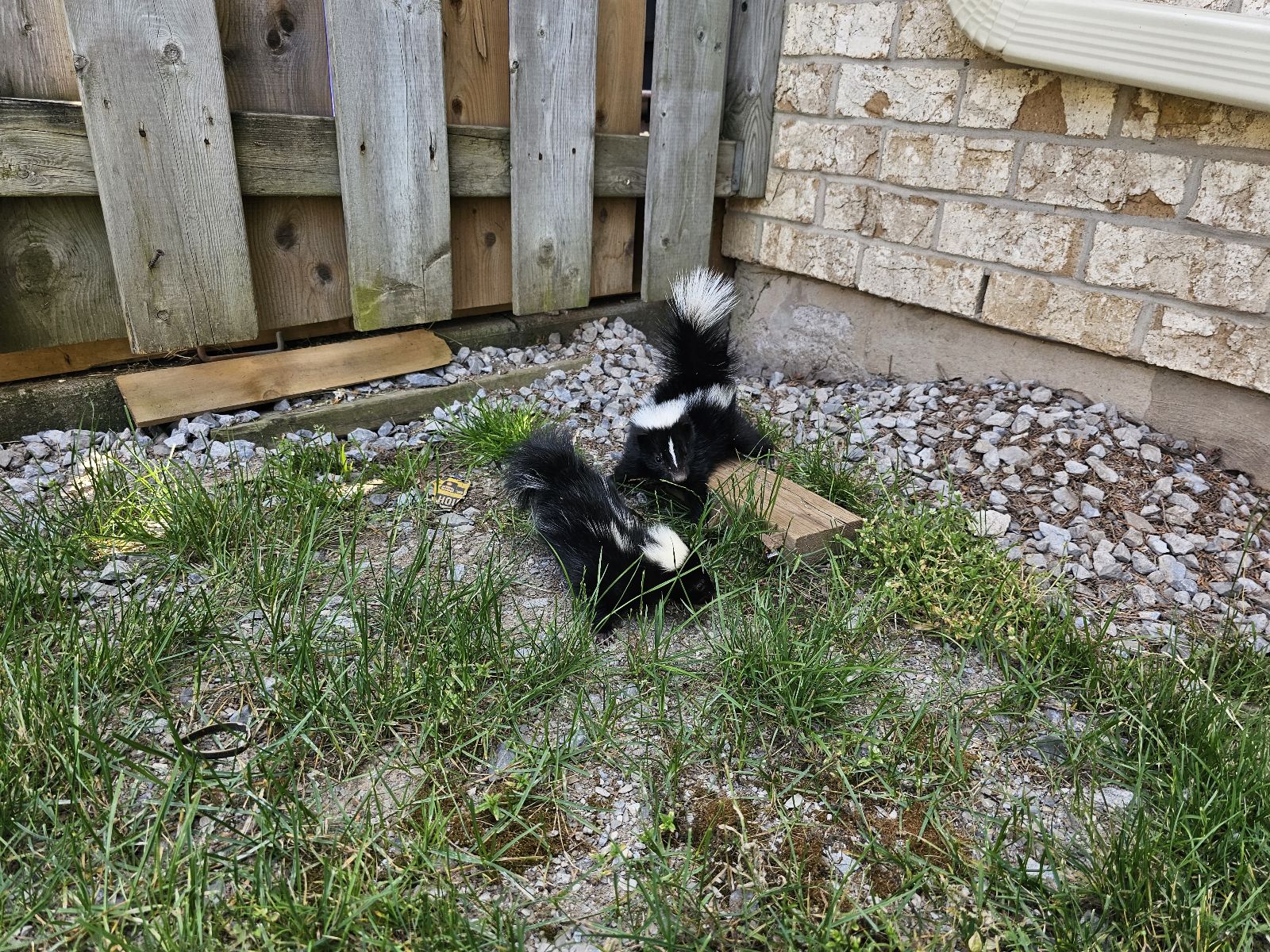 Skunk Removal Ottawa