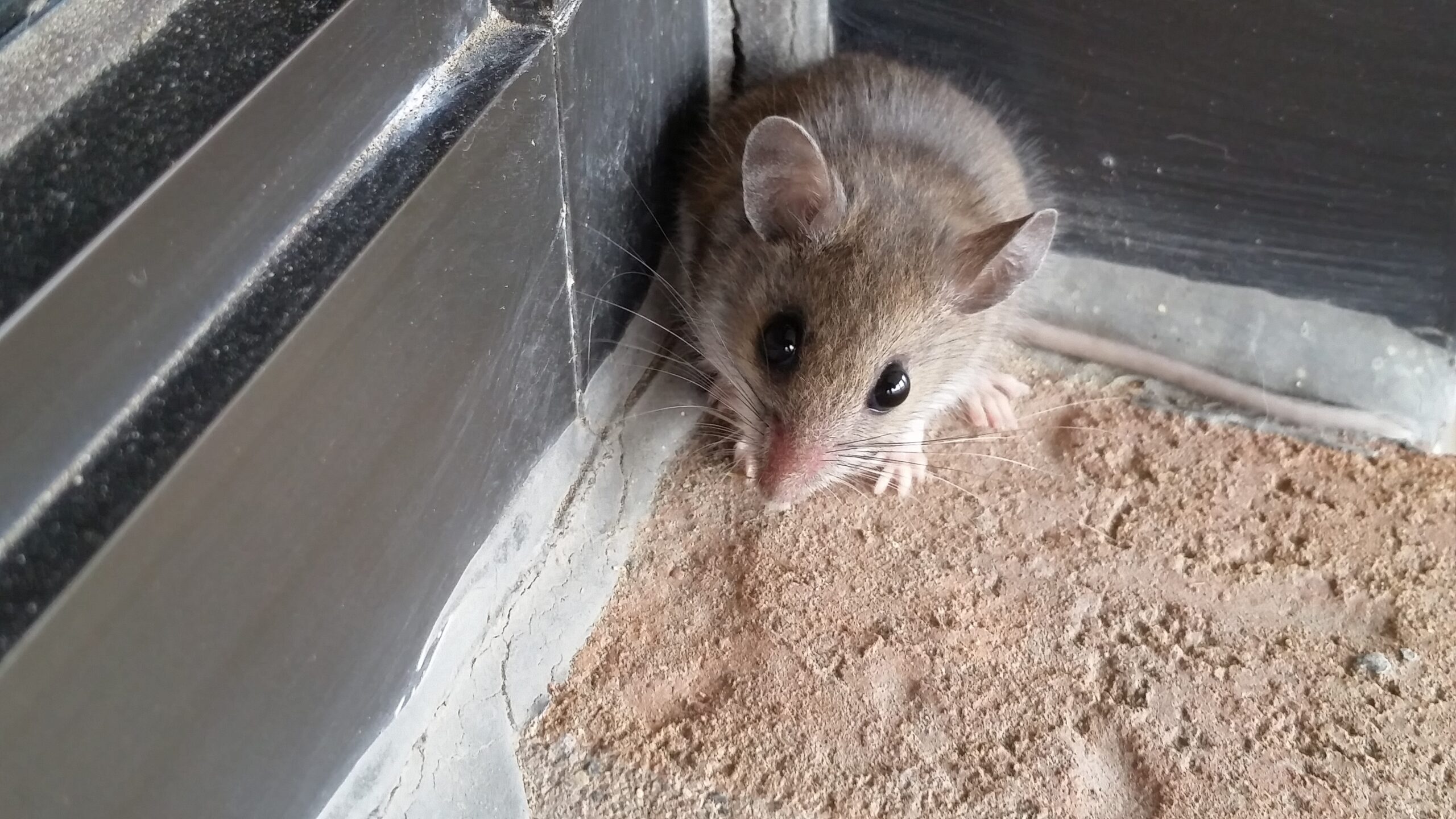 Mouse Removal Oakville