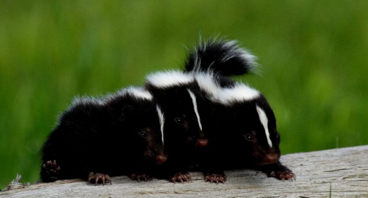 Skunk Removal Marietta