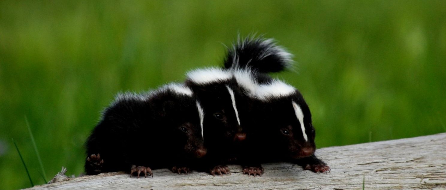 Skunk Removal Marietta