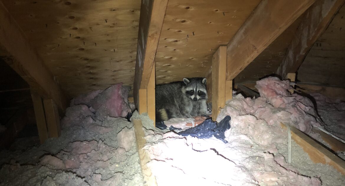 Raccoon Removal in Anoka County