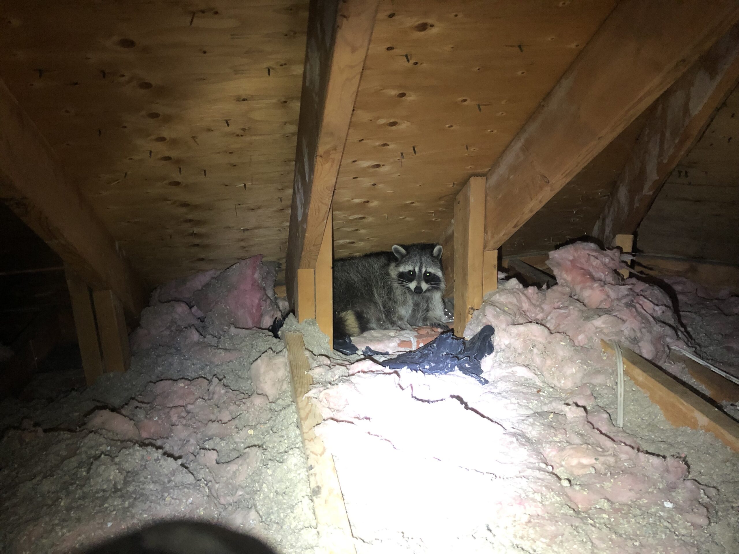 Raccoon Removal in Anoka County