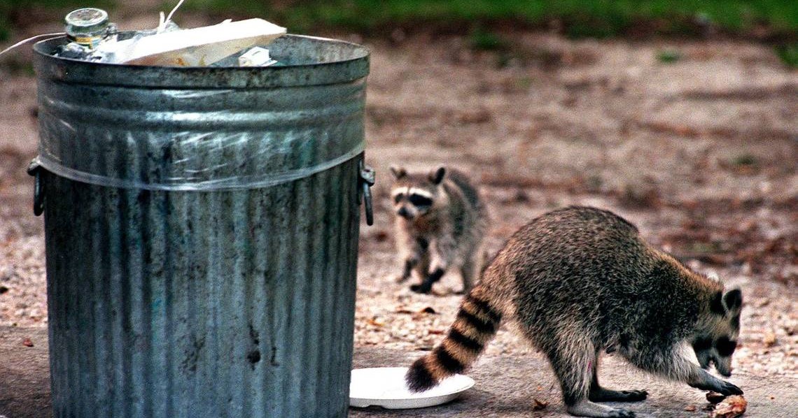 Raccoon Removal Niagara