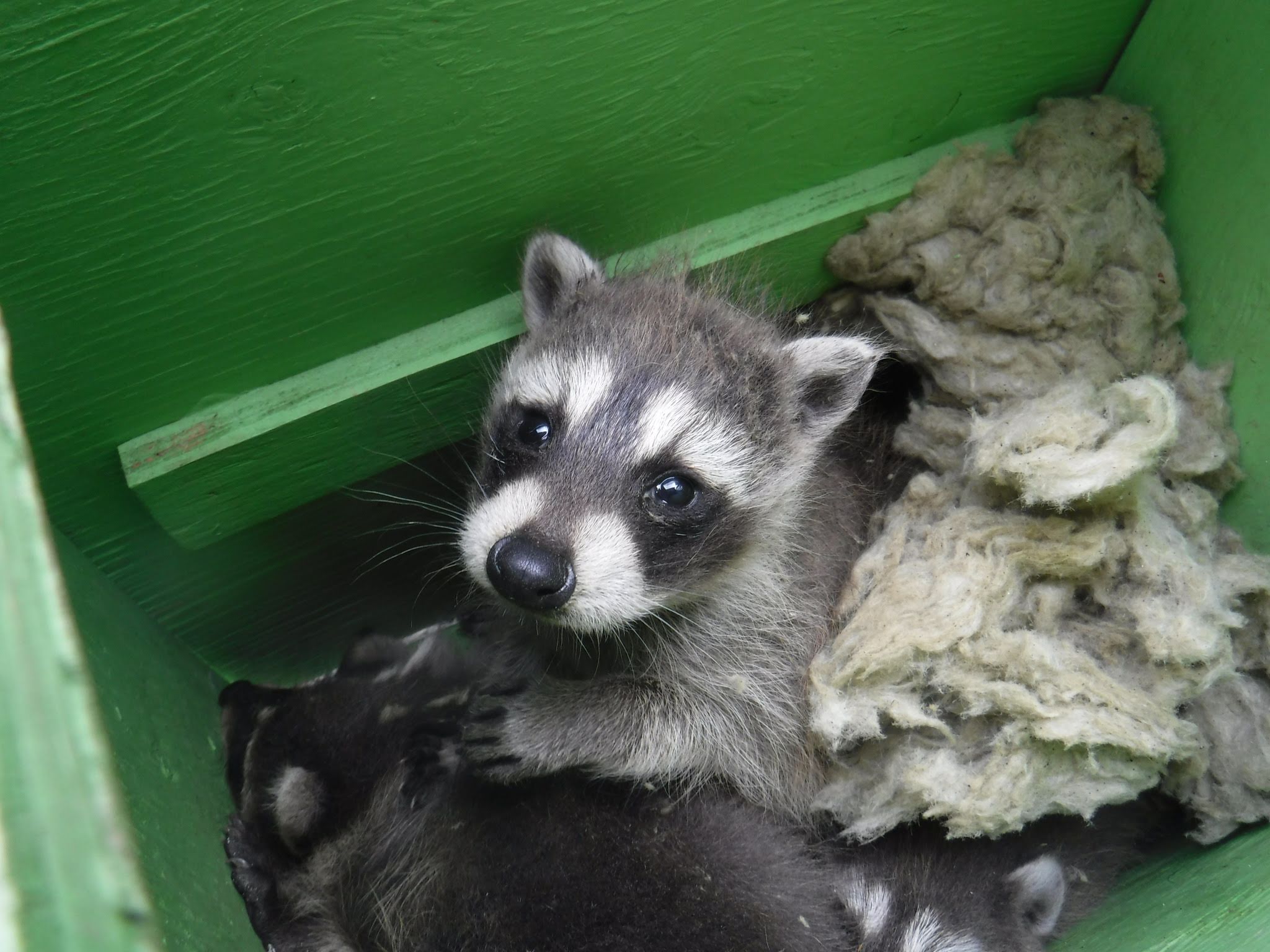 baby raccoon in heated baby reunion box