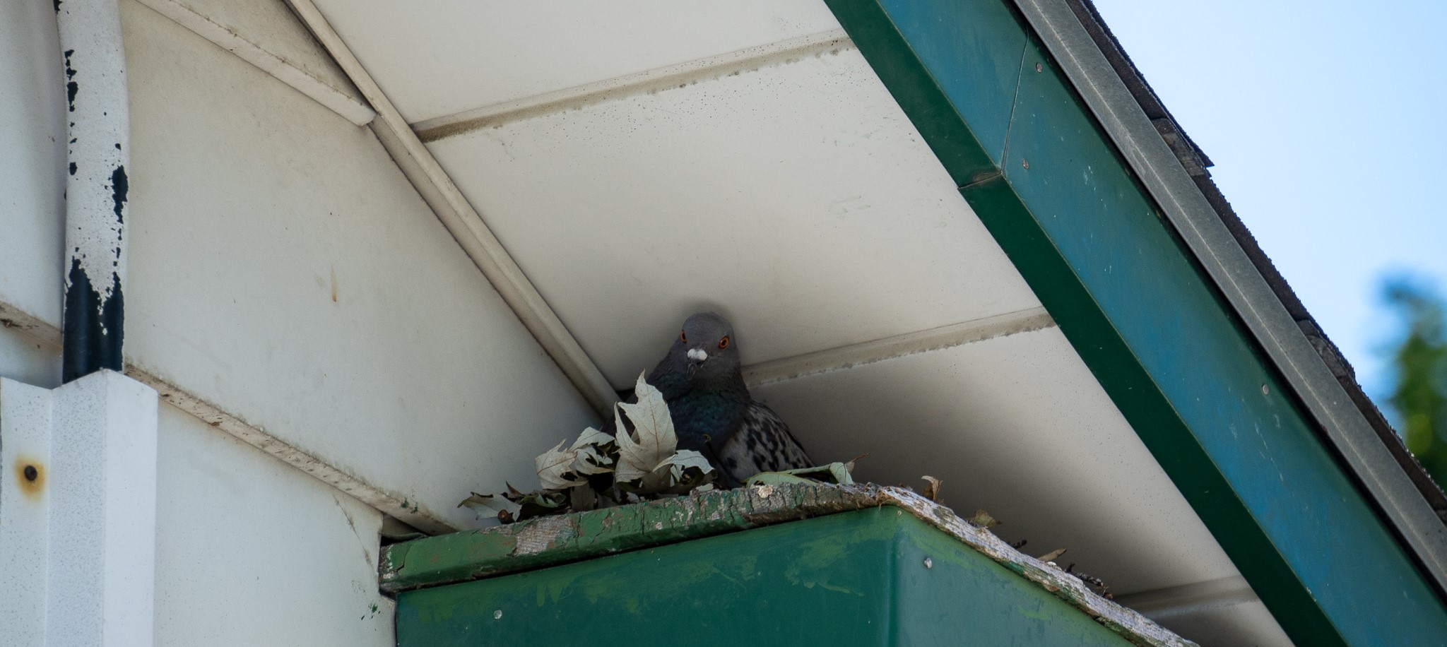 pigeon RSI roof soffit intersection nest pigeons birds skedaddle humane wildlife control September 2023 (3) (1) (1)