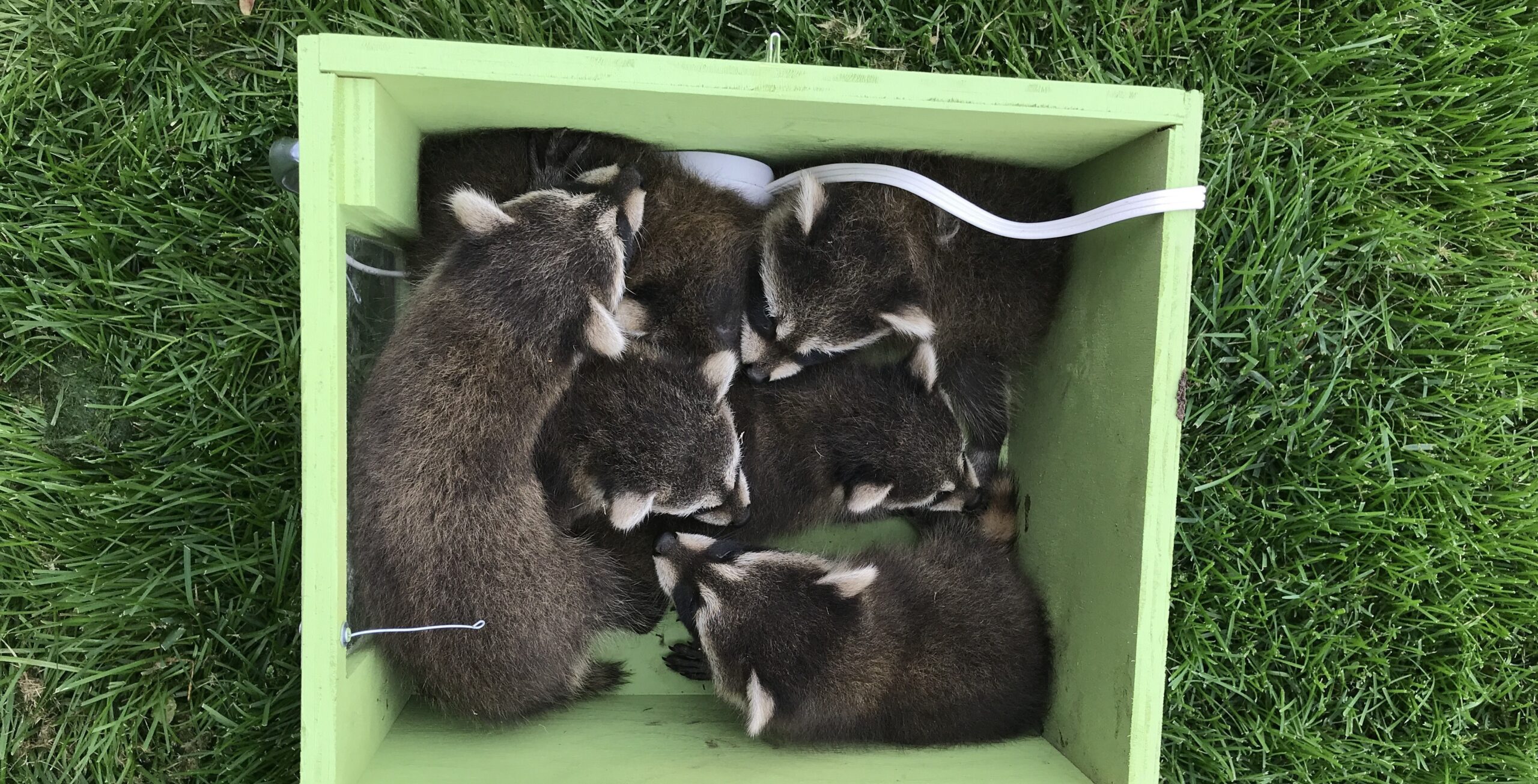 used Madison Wildlife Removal April Is Raccoon Baby Season! 1 (2)