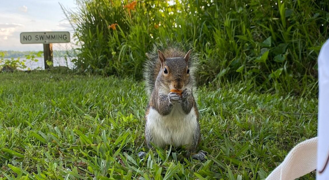 A Squirrel’s Menu What They Eat in the Wild