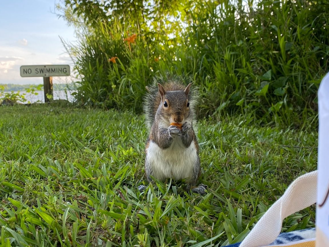 A Squirrel’s Menu What They Eat in the Wild