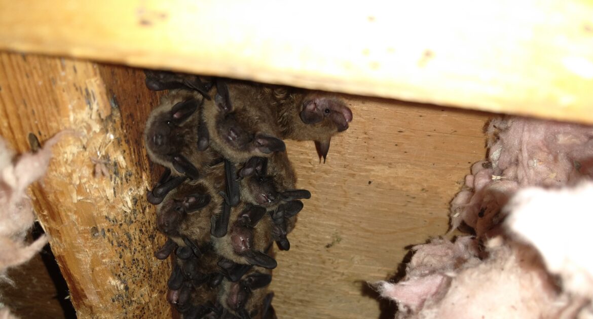 Acton Wildlife Control: Bats in the Attic and How to Handle Them