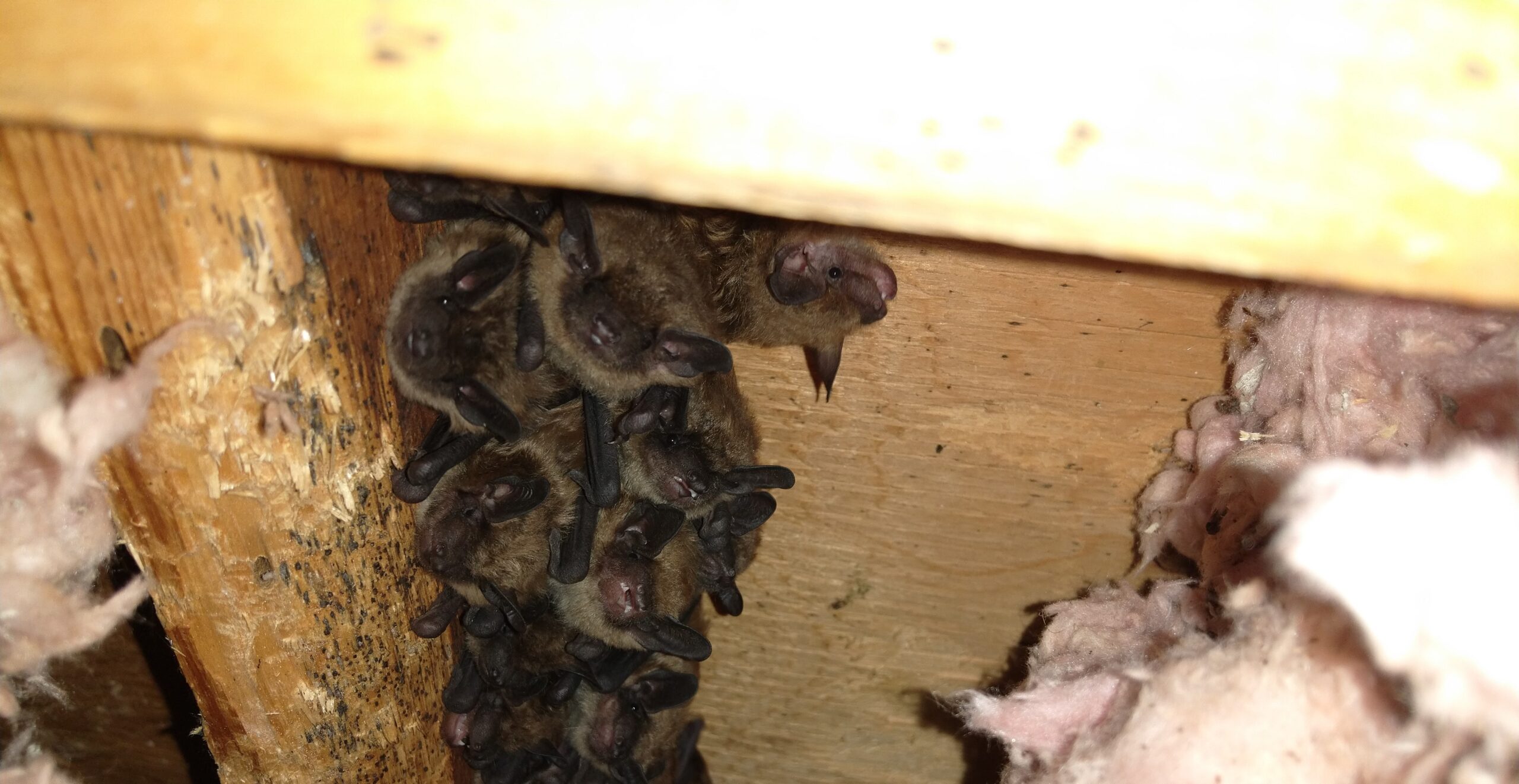 Acton Wildlife Control: Bats in the Attic and How to Handle Them