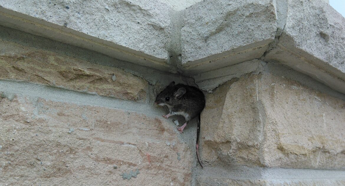 Atlanta Mice Removal Weatherstripping is not Just For Keeping Out Air And Moisture