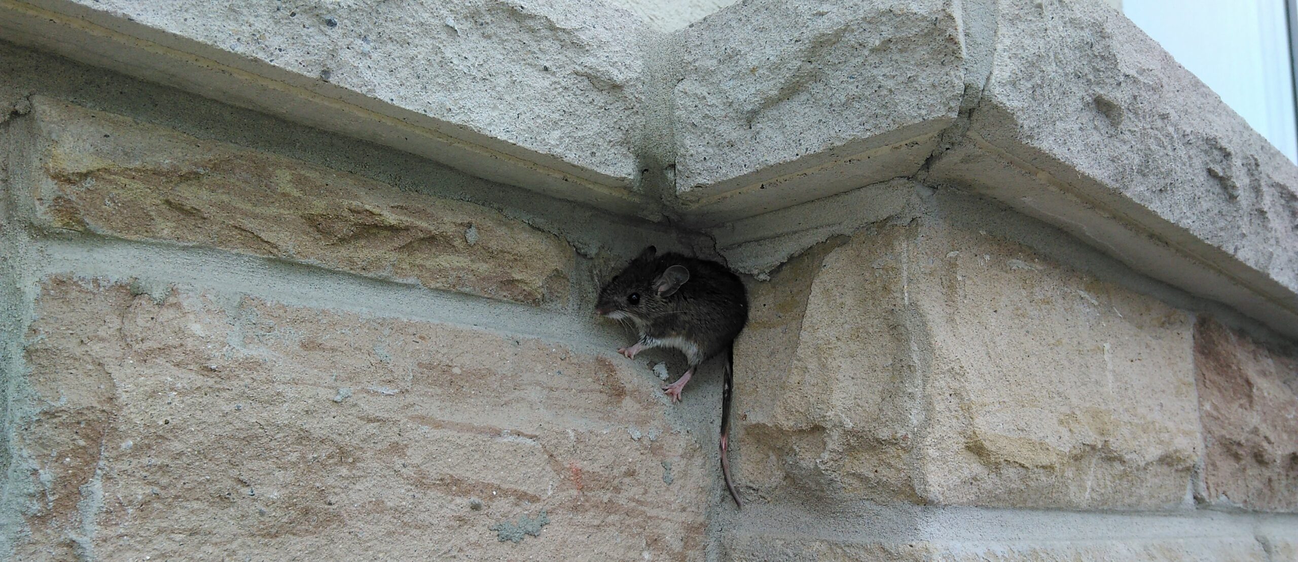 Atlanta Mice Removal Weatherstripping is not Just For Keeping Out Air And Moisture