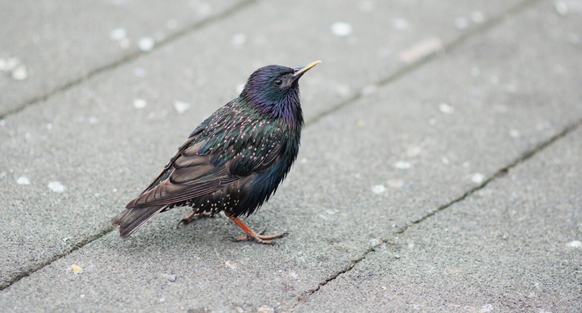 Blaine Wildlife Control How Do Birds Stay Warm In The Winter