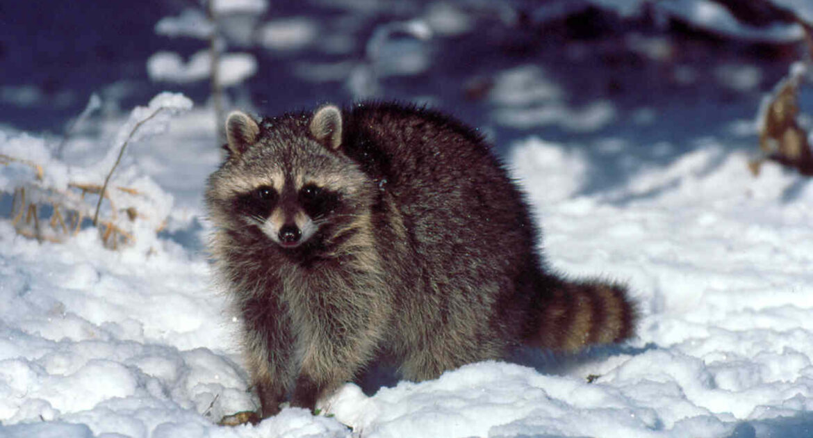 Etobicoke Wildlife Control Preparing for Raccoon Encounters During Winter Walks