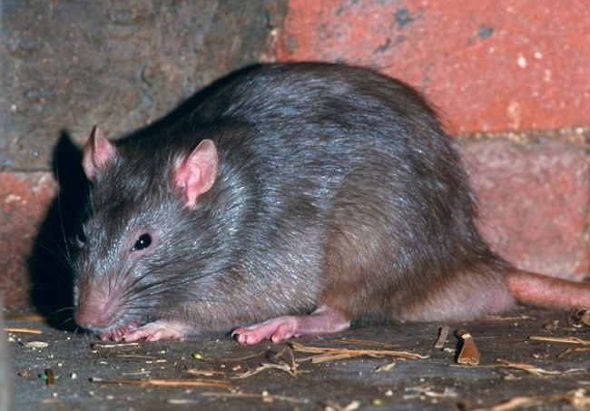 Hamilton Wildlife Removal - Can Rats See In The Dark