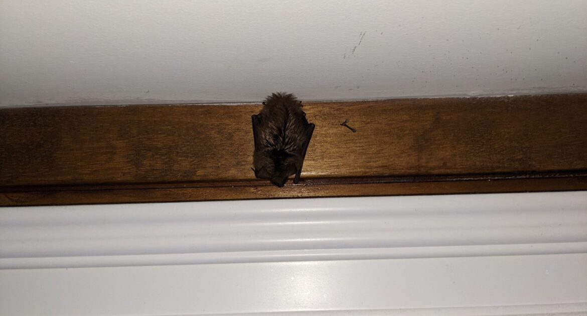 How Bats Sneak Into Your House and What You Can Do About It