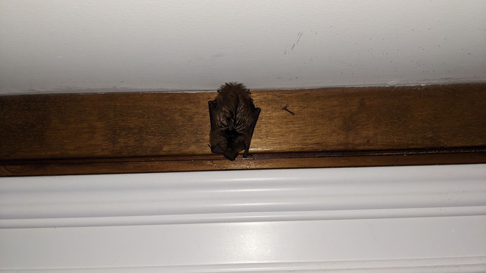 How Bats Sneak Into Your House and What You Can Do About It